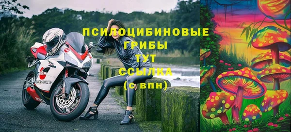 прущие грибы Белокуриха